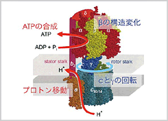 生命活動の基礎となる生体高分子が担う機能をシミュレーションによってとらえる