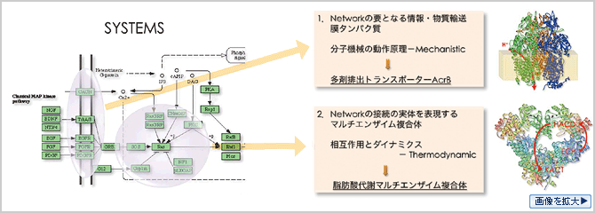 生命活動の基礎となる生体高分子が担う機能をシミュレーションによってとらえる