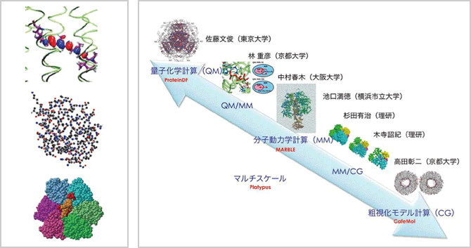 生命活動の基礎となる生体高分子が担う機能をシミュレーションによってとらえる