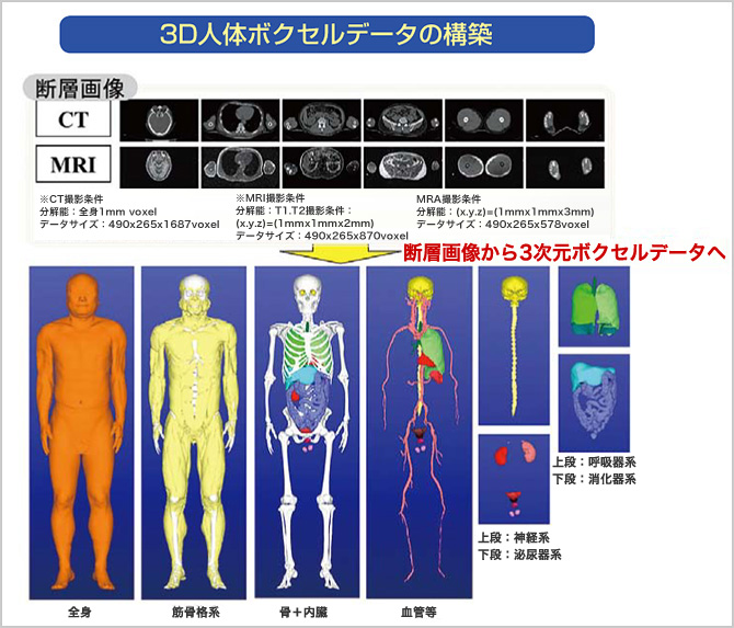 三次元的に人体の全身モデルを構築して生体内で起こる現象を理解し、医療に役立てる