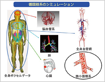 三次元的に人体の全身モデルを構築して生体内で起こる現象を理解し、医療に役立てる