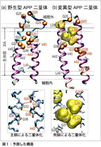 レプリカ交換分子動力学法によるアミロイド前駆体蛋白質の膜貫通部位の二量体構造予測