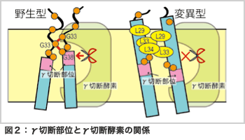 レプリカ交換分子動力学法によるアミロイド前駆体蛋白質の膜貫通部位の二量体構造予測