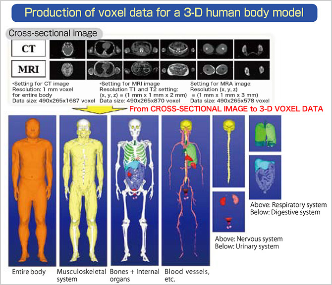 Organ and Body Scale Team