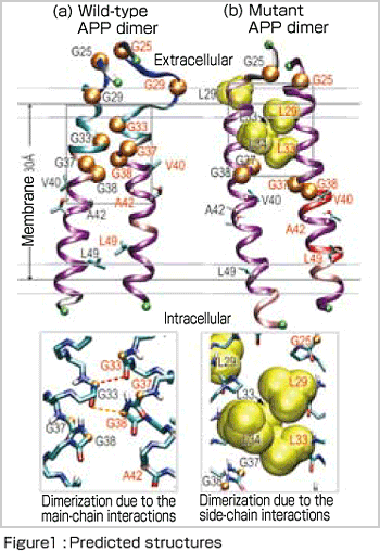 rediction of Transmembrane Dimer Structure of Amyloid Precursor Protein using Replica-Exchange Molecular Dynamics Simulations