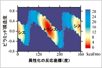 プロリン残基を含むペプチドの異性化自由エネルギー地形