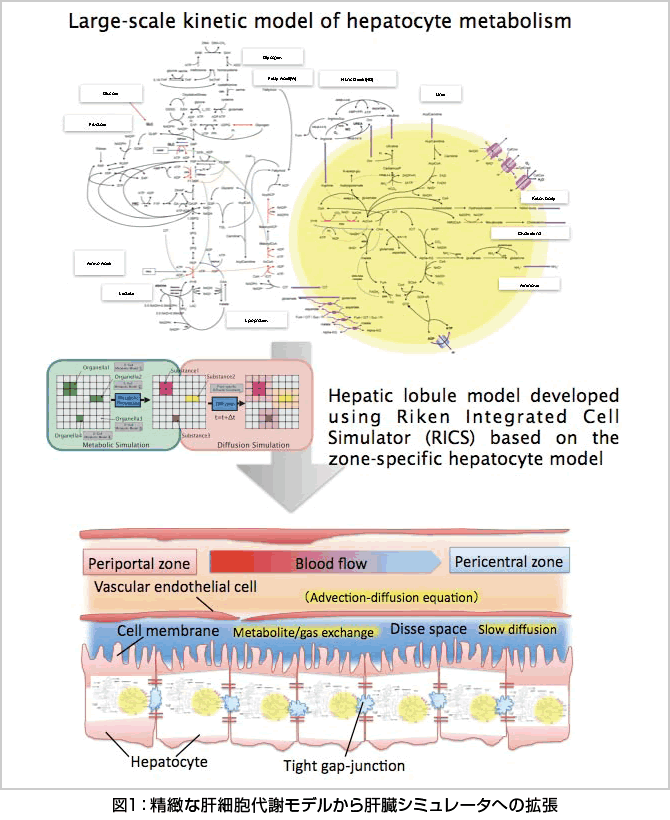 図1：精緻な肝細胞代謝モデルから肝臓シミュレータへの拡張