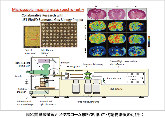 図2：質量顕微鏡とメタボローム解析を用いた代謝物濃度の可視化