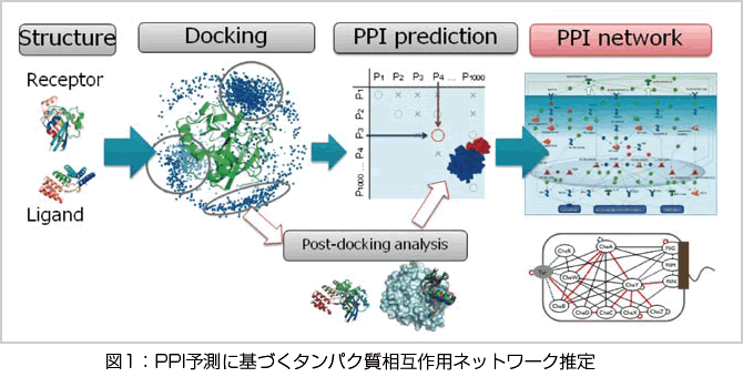 図1：PPI予測に基づくタンパク質相互作用ネットワーク推定