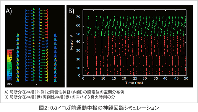 図2：0カイコガ前運動中枢の神経回路シミュレーション