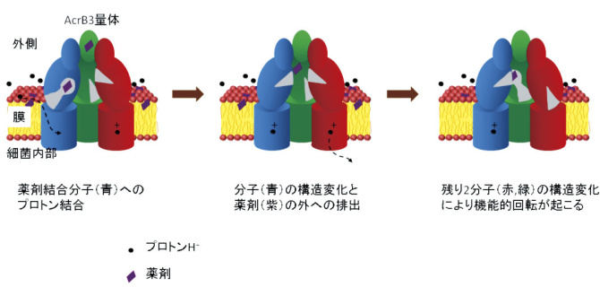 プロトン結合