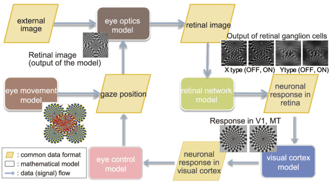 図2：大規模視覚モデルの構成図眼球運動