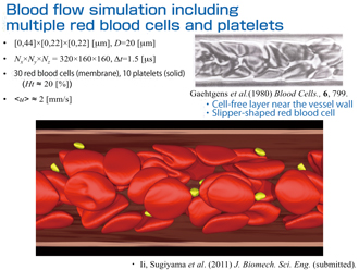 複数の赤血球と血小板を含む血流シミュレーション