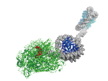 RNAポリメラーゼによるmRNA合成
