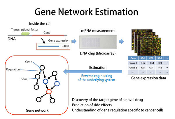 遺伝子ネットワーク推定