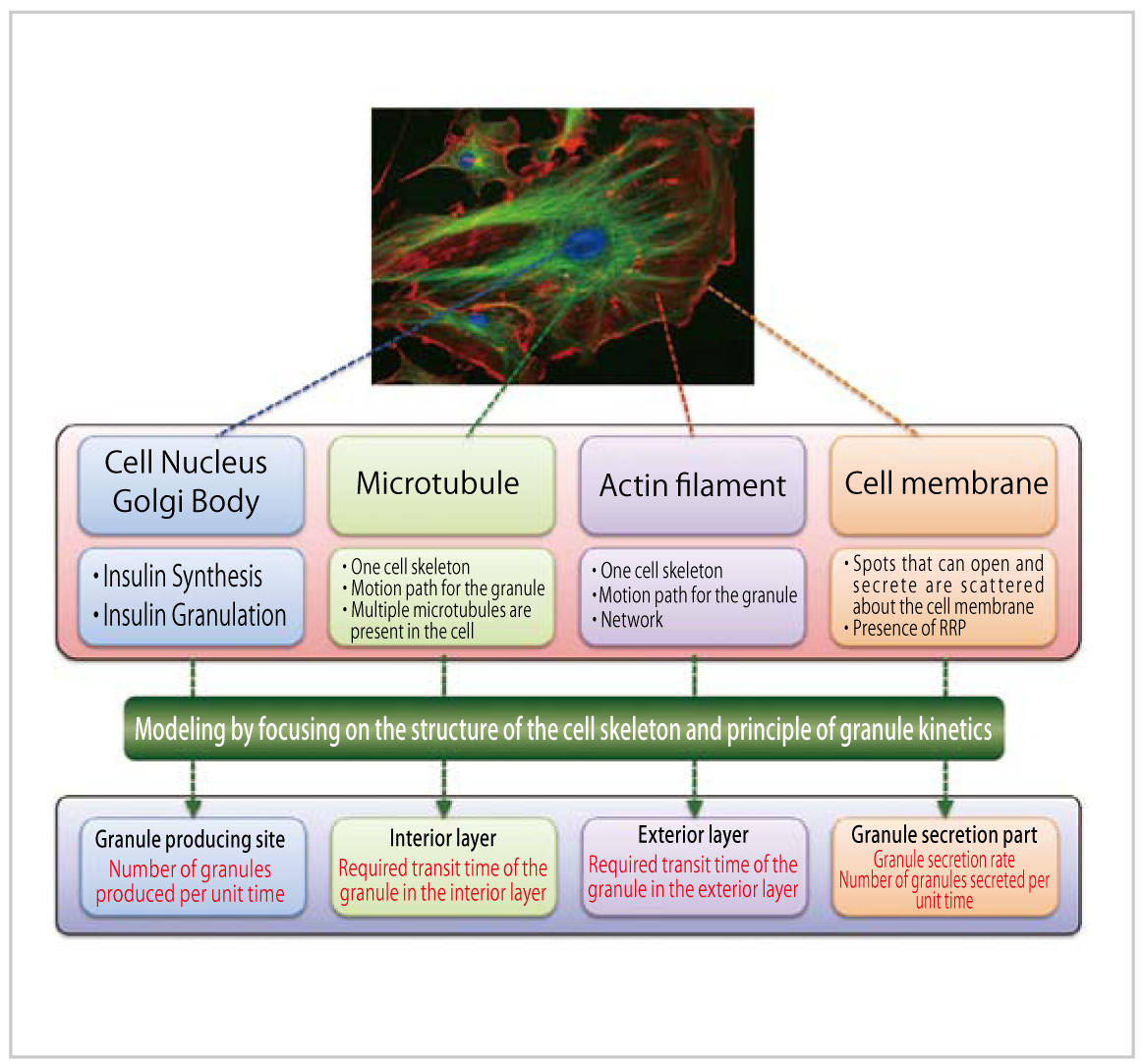 Fig. 1 : Outline of insulin granule kinetics model