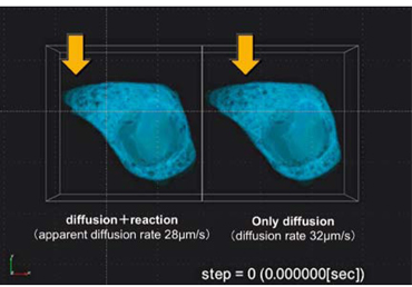 Ｃa+ kinetics simulation（HepG2）