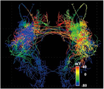 神経ネットワーク活動のシミュレーション