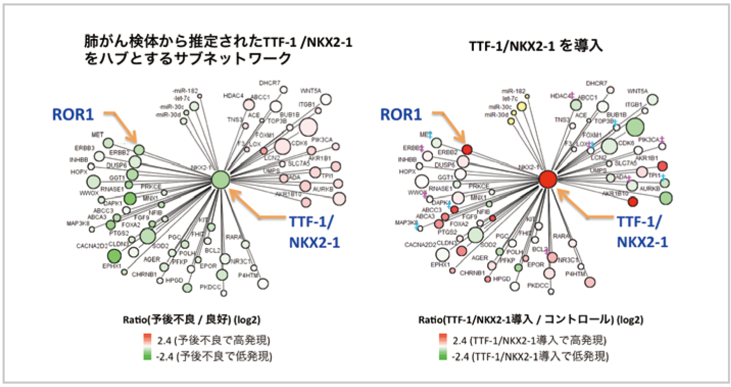 TTF-1/NKX2-1遺伝子
