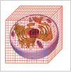 細胞スケールイメージ
