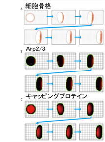 NeuroMorphoKitイメージ